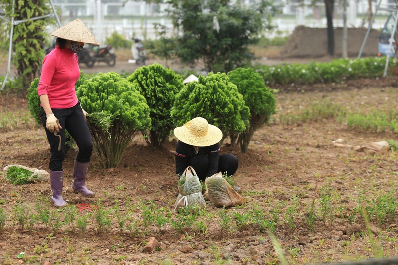 Ha Noi: Rop co hoa chao don Hoi nghi Thuong dinh My-Trieu-Hinh-18