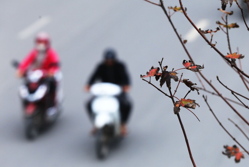 Hang phong la do o Ha Noi 'u ru, tro xuong' sau thoi ki rung la-Hinh-11