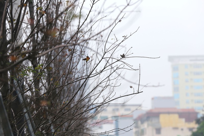 Hang phong la do o Ha Noi 'u ru, tro xuong' sau thoi ki rung la-Hinh-7