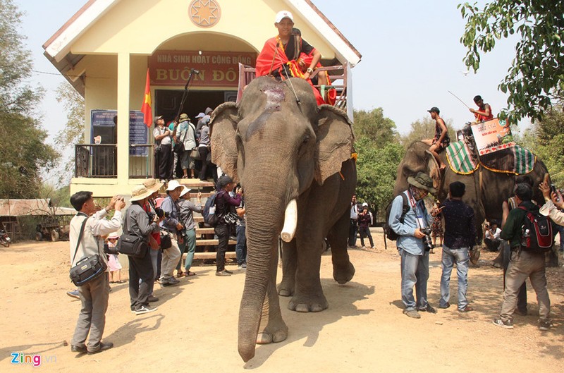 Nguoi dan giet ga va lon cung suc khoe cho  voi Tay Nguyen-Hinh-12