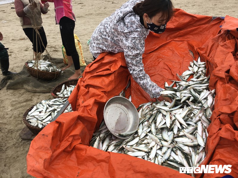 Anh: Ca trich mac day luoi, ngu dan Ha Tinh go moi tay-Hinh-3