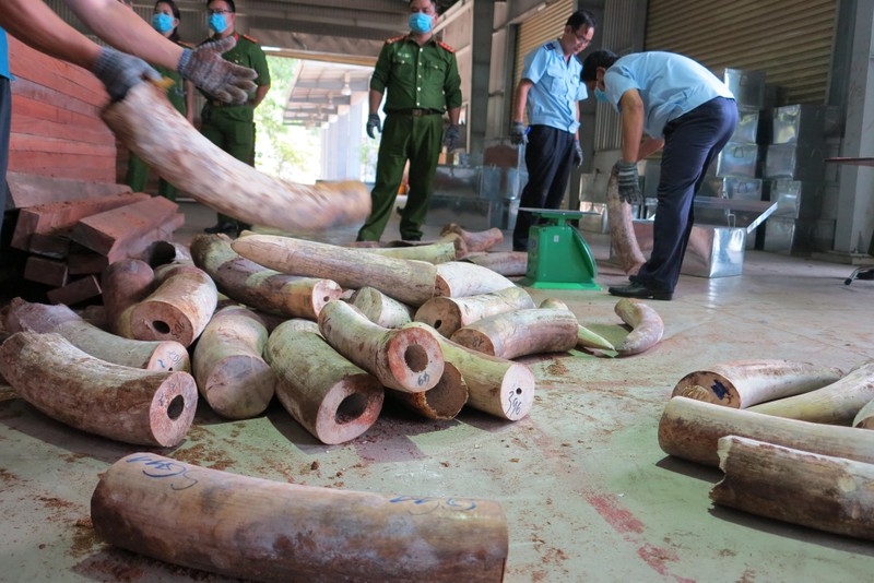 Da Nang bat 9,1 tan nghi nga voi cat giau tinh vi-Hinh-2