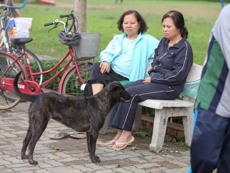 Ha Noi: Cho van duoc tha rong bat chap nhieu tai nan chet nguoi-Hinh-11