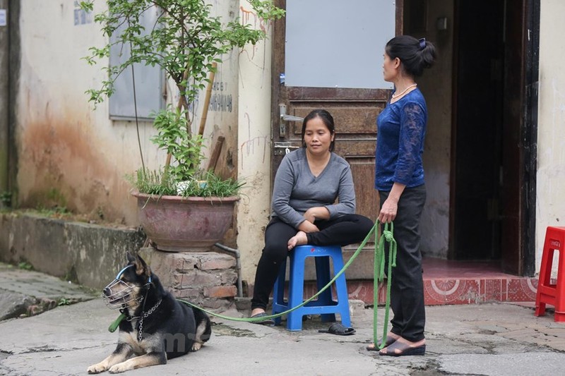 Ha Noi: Cho van duoc tha rong bat chap nhieu tai nan chet nguoi-Hinh-13