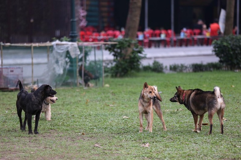 Ha Noi: Cho van duoc tha rong bat chap nhieu tai nan chet nguoi