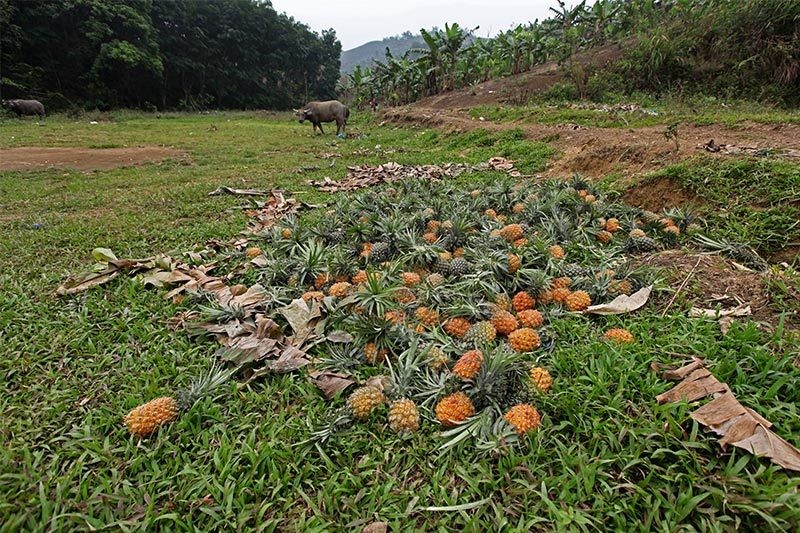 Xot xa canh nong dan bo ca xe tai dua vi Trung Quoc ngung thu mua-Hinh-4