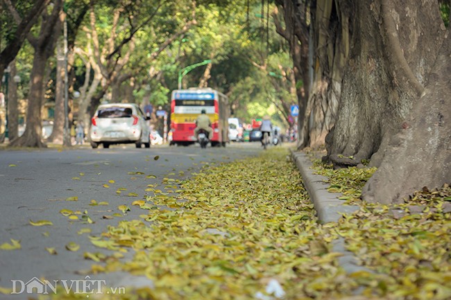 Anh: Mua la sau nhuom vang tren con duong lang man nhat Ha Noi-Hinh-10