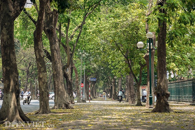 Anh: Mua la sau nhuom vang tren con duong lang man nhat Ha Noi-Hinh-2