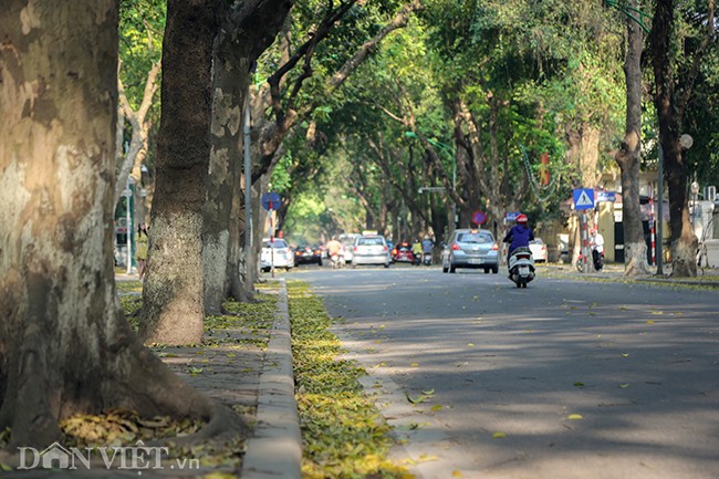 Anh: Mua la sau nhuom vang tren con duong lang man nhat Ha Noi-Hinh-3