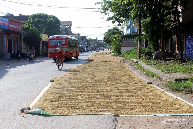 TP Vinh: Duong pho, via he 'bien' thanh san phoi lua-Hinh-2