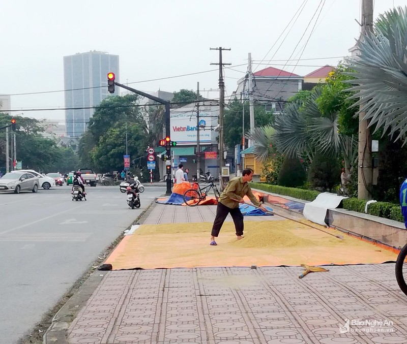 TP Vinh: Duong pho, via he 'bien' thanh san phoi lua-Hinh-3