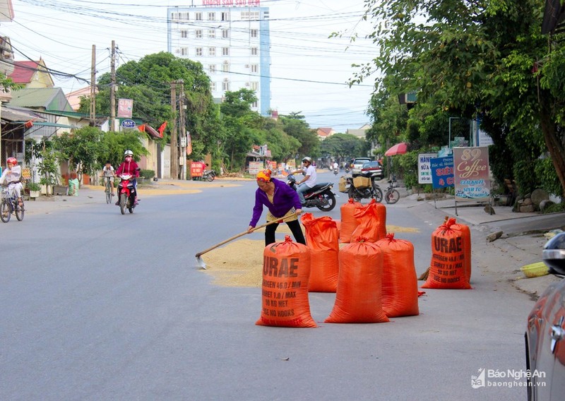 TP Vinh: Duong pho, via he 'bien' thanh san phoi lua-Hinh-4