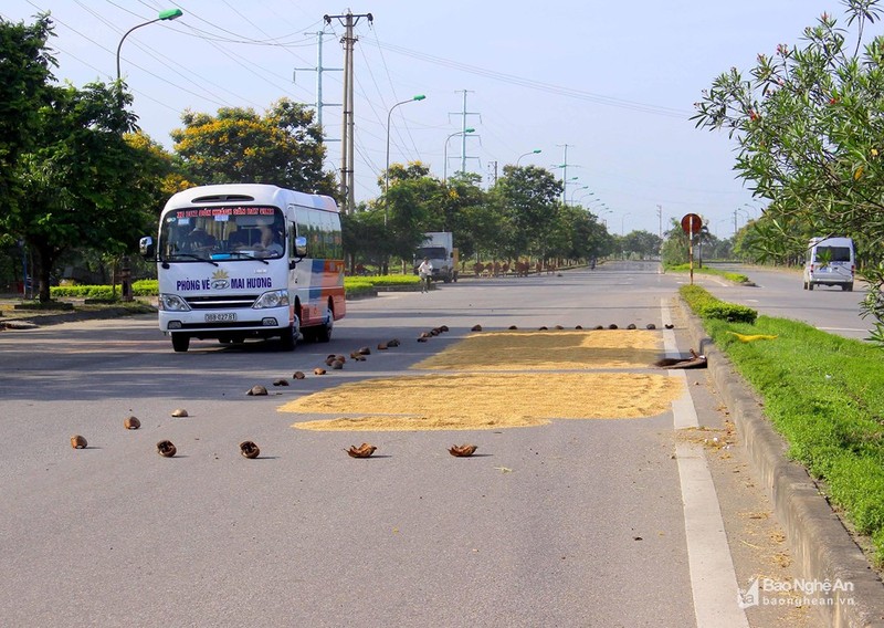 TP Vinh: Duong pho, via he 'bien' thanh san phoi lua-Hinh-7