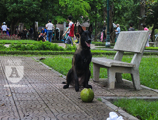 Ha Noi: Nhan nhan cho tha rong khong deo ro mom-Hinh-13