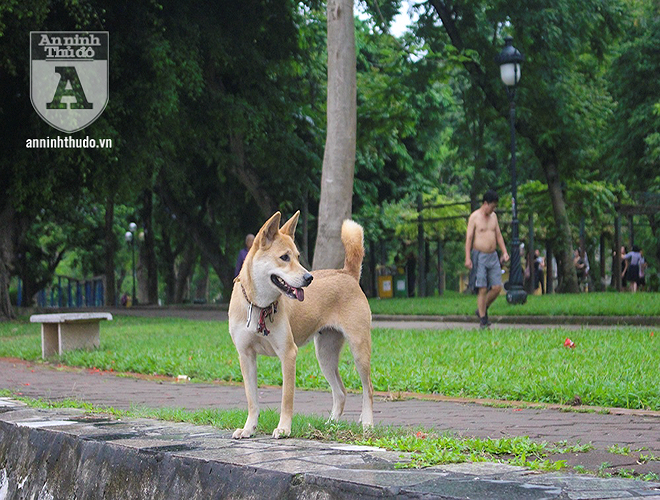 Ha Noi: Nhan nhan cho tha rong khong deo ro mom-Hinh-7