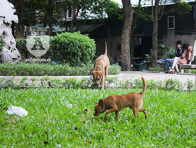 Ha Noi: Nhan nhan cho tha rong khong deo ro mom