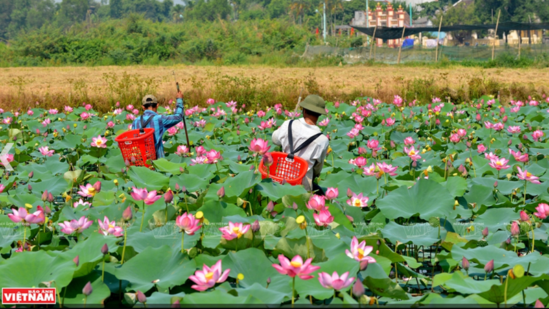 Sen Hue diu dang khoe sac, toa huong thom xoa diu nang He-Hinh-2