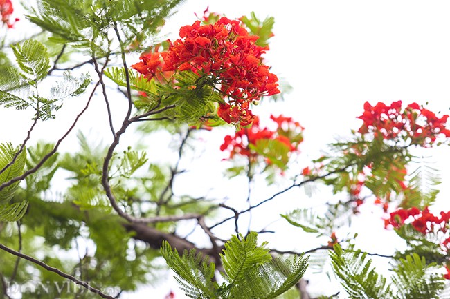 Hoa phuong no do ruc Thu do bao hieu mua he ve-Hinh-4