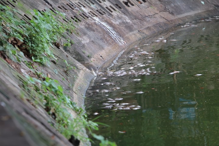 Ha Noi: Ca chet hang loat dat vao bo o ho Tay-Hinh-17