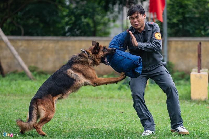 Canh khuyen dung manh tan cong 'toi pham'-Hinh-5