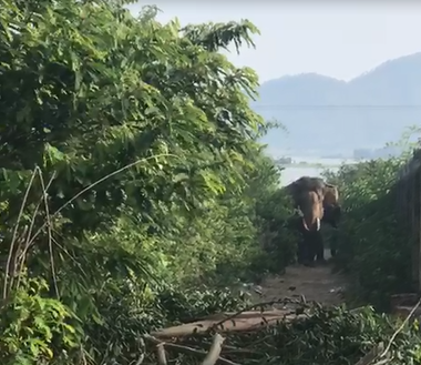 Hang chuc nguoi vat va khong che con voi quat chet nguoi o Tay Nguyen