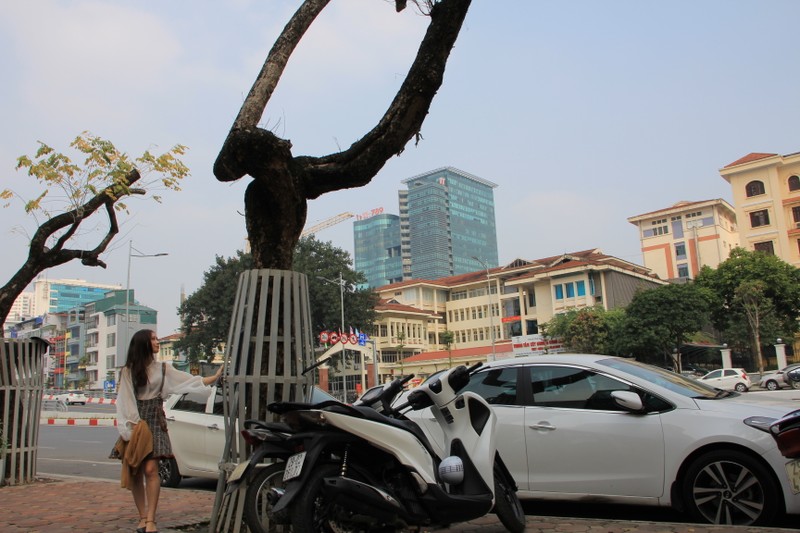 Ha Noi: Hang cay sua tram ty duoc mac ao giap sat dang chet kho-Hinh-3