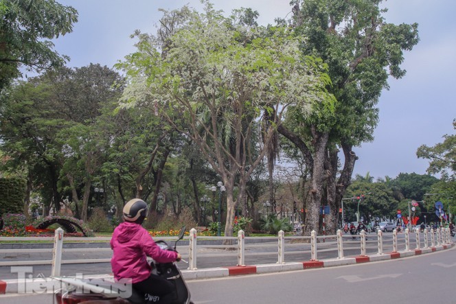 Choang ngop canh hoa sua 