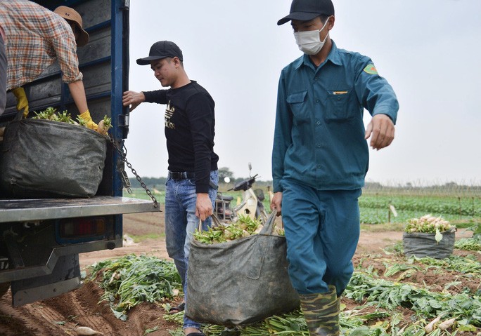 Nguoi dan Ha Noi nho bo hang tram tan cu cai vi khong ban duoc-Hinh-10