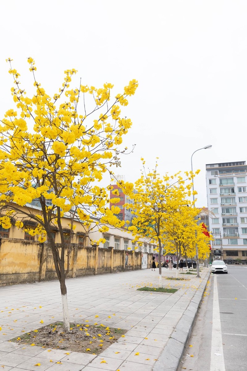 Ngo ngang truoc ve dep cua hoa chuong vang tai Mong Cai-Hinh-2