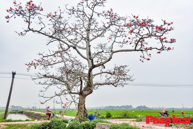 Hang hoa gao ngoai thanh gin giu hon que dat Viet-Hinh-12