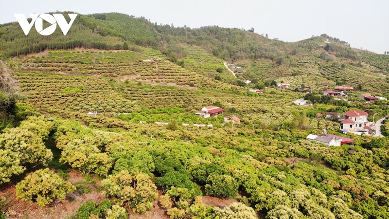 Lac vao vuon hoa vai dep me hon o Luc Ngan (Bac Giang)