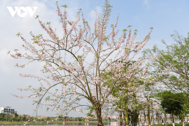 Chiem nguong hoa do mai diu dang, lan dau khoe sac tai Bac Ninh-Hinh-2