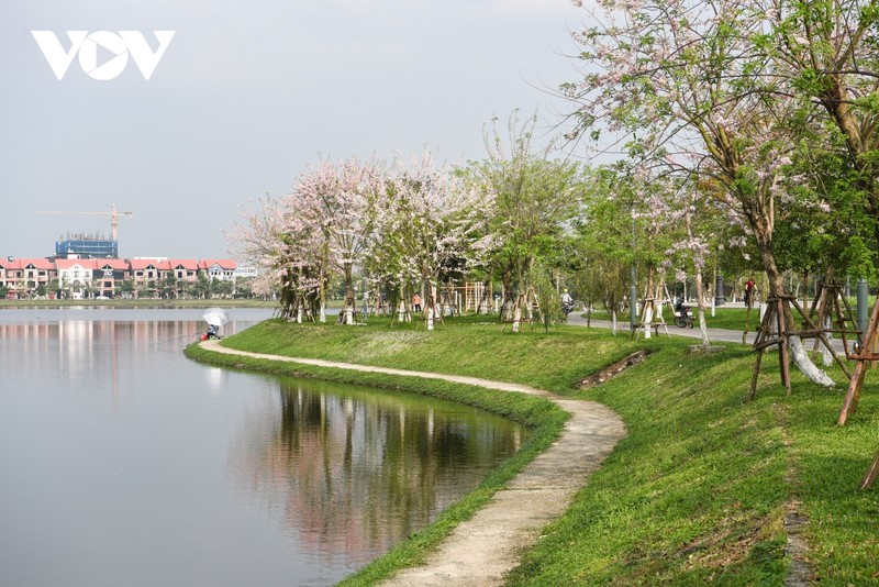 Chiem nguong hoa do mai diu dang, lan dau khoe sac tai Bac Ninh-Hinh-3