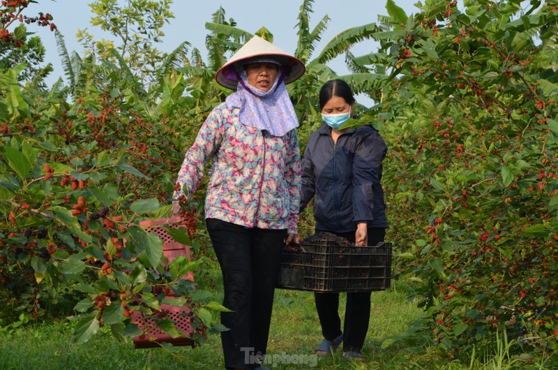 Dau tam vao vu, chin do vung ven ngoai thanh Ha Noi-Hinh-10