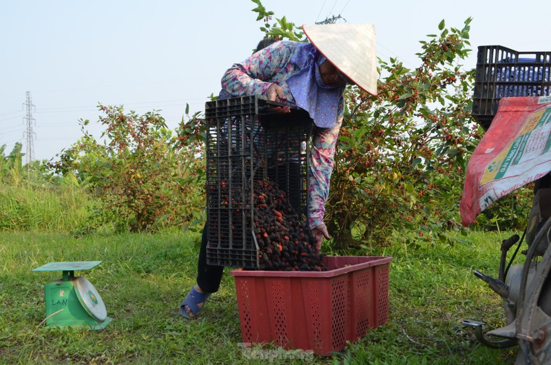 Dau tam vao vu, chin do vung ven ngoai thanh Ha Noi-Hinh-12