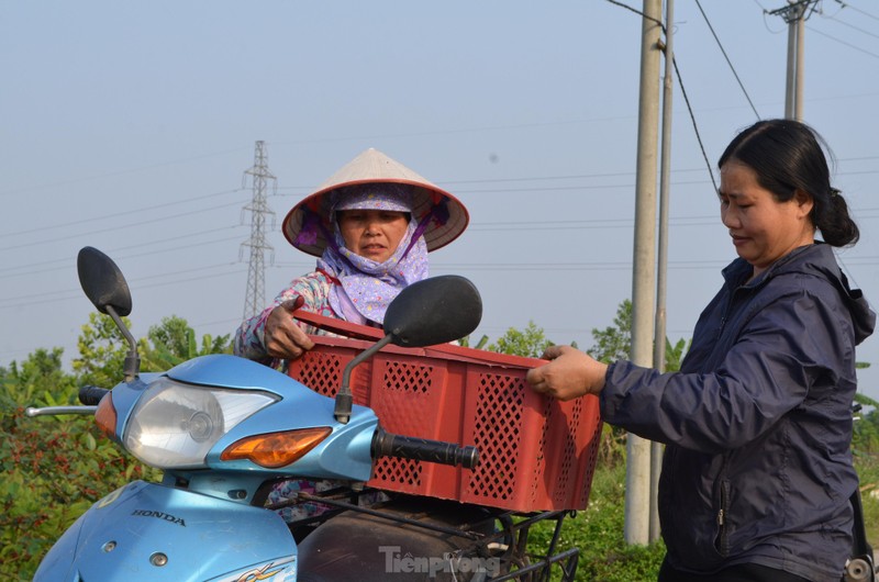 Dau tam vao vu, chin do vung ven ngoai thanh Ha Noi-Hinh-13