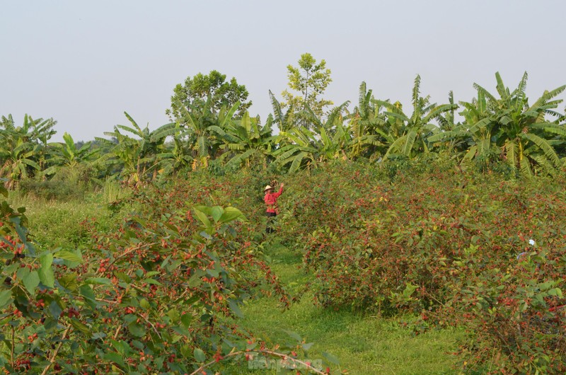 Dau tam vao vu, chin do vung ven ngoai thanh Ha Noi-Hinh-2