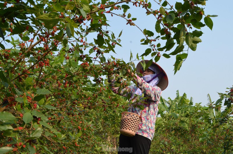 Dau tam vao vu, chin do vung ven ngoai thanh Ha Noi-Hinh-4