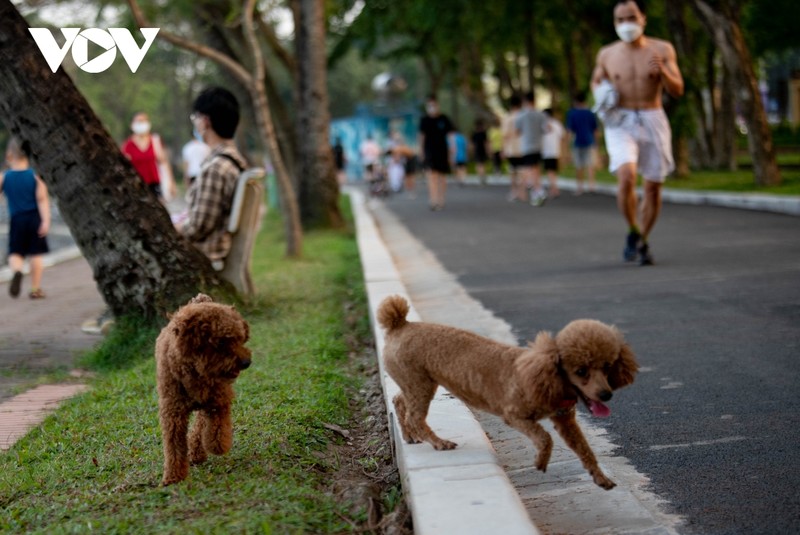 Cho tha rong, khong ro mom nhan nhan tai cac cong vien o Ha Noi-Hinh-14