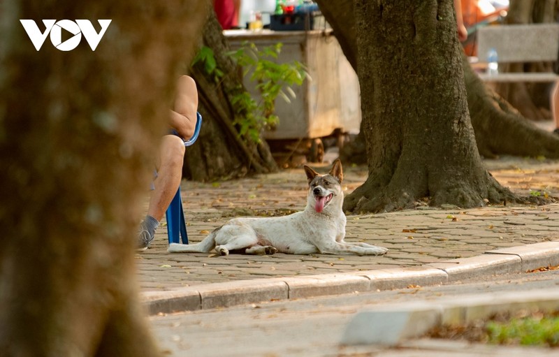 Cho tha rong, khong ro mom nhan nhan tai cac cong vien o Ha Noi-Hinh-6