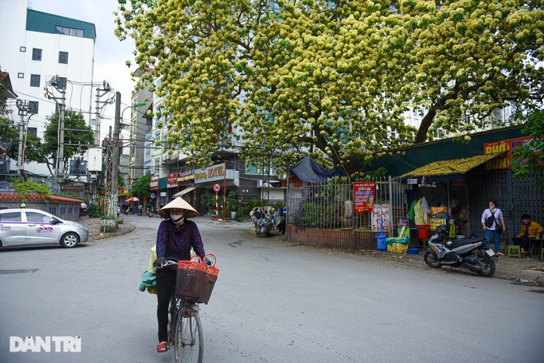 Chiem nguong cay hoa bun co thu duoc coi la “bau vat” giua long Ha Noi-Hinh-4