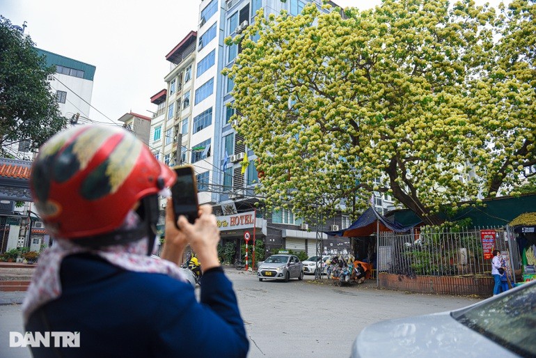 Chiem nguong cay hoa bun co thu duoc coi la “bau vat” giua long Ha Noi-Hinh-9