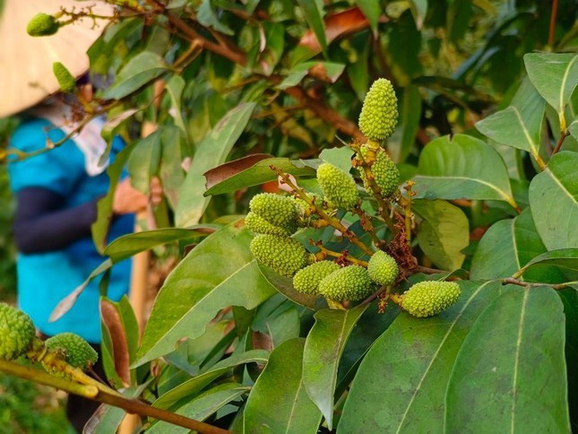 Vai thieu Bac Giang triu qua, hua hen vu mua boi thu-Hinh-8