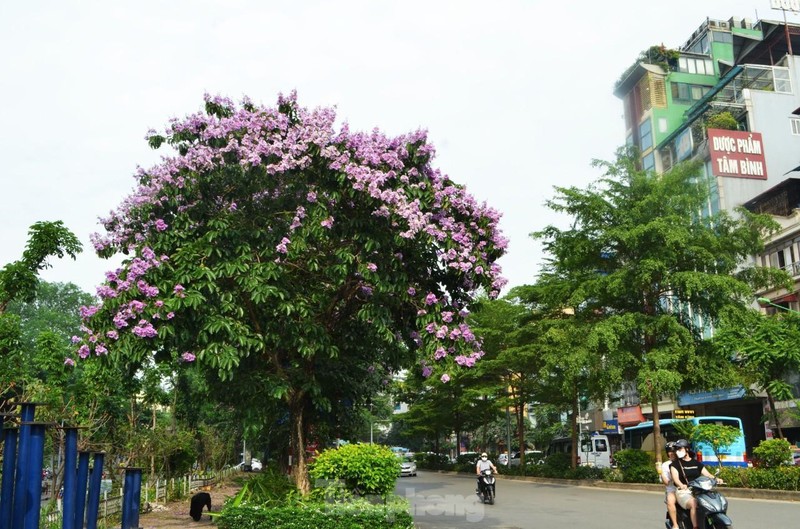 Hoa bang lang 'nhuom tim' duong pho Ha Noi-Hinh-2