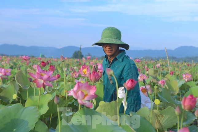 Dep ngo ngang canh dan thu hoach sen giua canh dong lon nhat Ha Tinh-Hinh-10