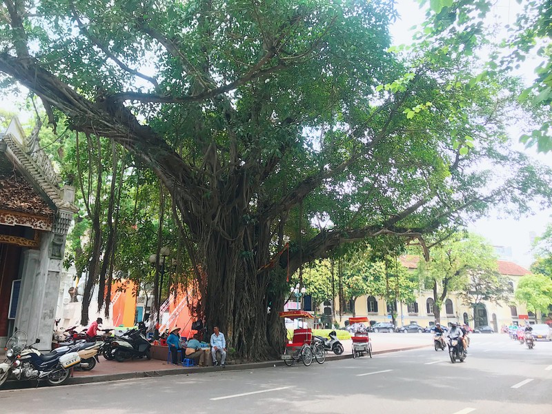 Doc dao nhung cay co thu khung, ky di tren duong pho Ha Noi-Hinh-18