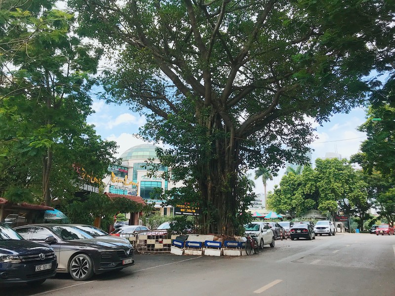 Doc dao nhung cay co thu khung, ky di tren duong pho Ha Noi-Hinh-3