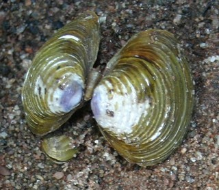 Choi dua ben bo song, bat ngo nhat duoc ngoc hiem trong mieng hen-Hinh-12