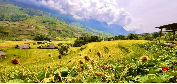 Sa Pa mua lua chin dep nhu tranh ve-Hinh-9