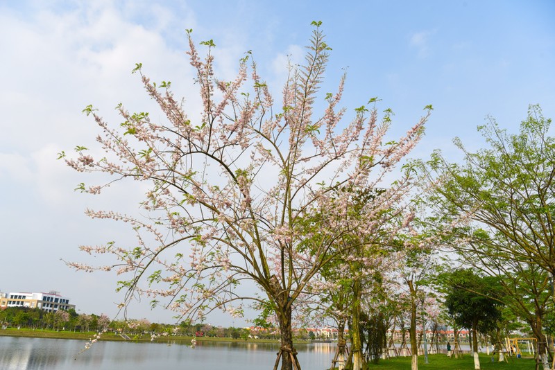 Bac Ninh: Hoa do mai no hong, dep nhu anh dao o Nhat Ban-Hinh-2